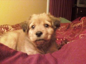 New Chow/Retriever Puppy